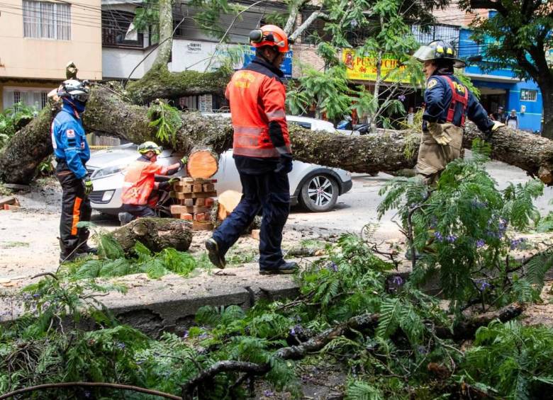 Pueden existir ocasiones en las que un árbol en mal estado se cae y genera accidentes, por lo que debe ser fundamental informar a las autoridades para evitar este tipo de casos. FOTO: JULIO HERRERA