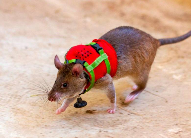 Los roedores pesan entre uno y 1.5 kilogramos y fueron entrenados para llegar a zonas donde no alcanzan rescatistas humanos. FOTO: TOMADA DE REDES SOCIALES 