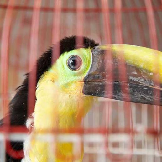 Los captores del tucán maltratado lo entregaron voluntariamente a las autoridades. FOTO: CORTESÍA ÁREA METROPOLITANA