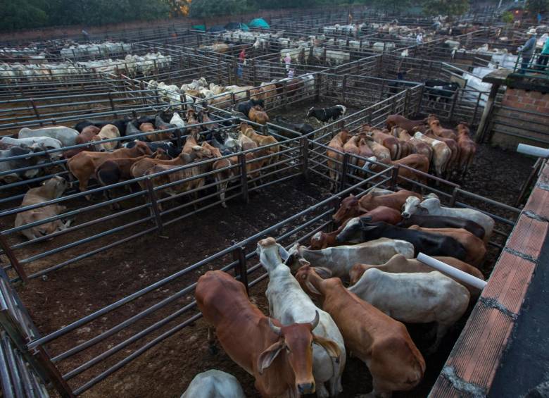 Las cámaras ayudarán a evitar incumplimientos en materia de bienestar animal. Imagen de referencia. FOTO: MANUEL SALDARRIAGA