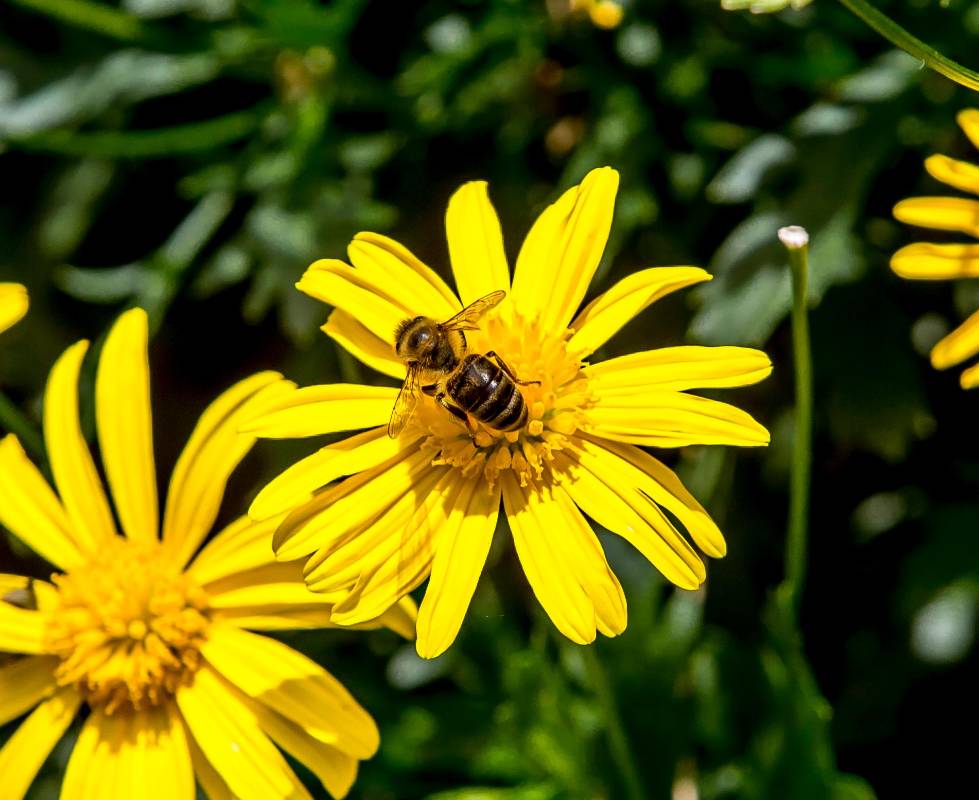 Las abejas fueron catalogas por el Instituto Eartwatch, como el ser vivo más importante en el planeta. Foto: Juan Antonio Sánchez