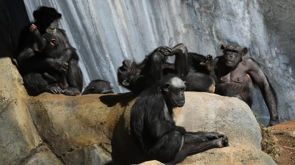 Los primates y chimpancés fueron el centro de estudio del investigador que falleció a sus 75 años a causa de un agresivo cáncer de estómago. Foto: AFP