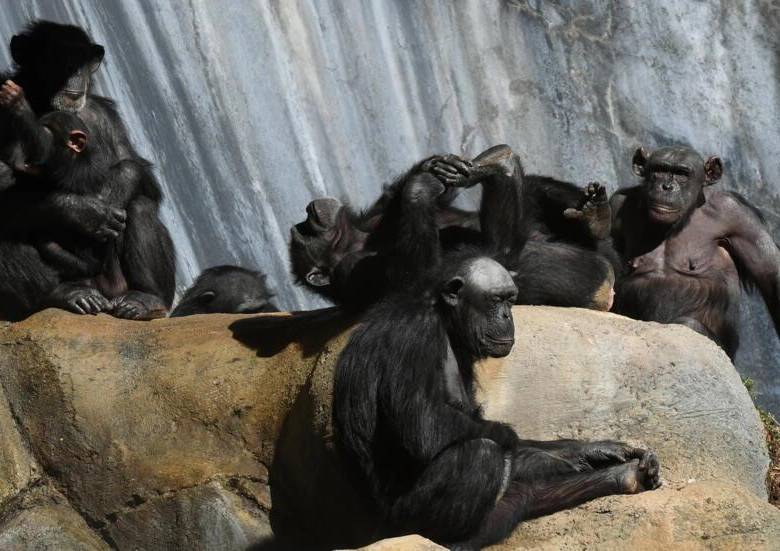 Los primates y chimpancés fueron el centro de estudio del investigador que falleció a sus 75 años a causa de un agresivo cáncer de estómago. Foto: AFP