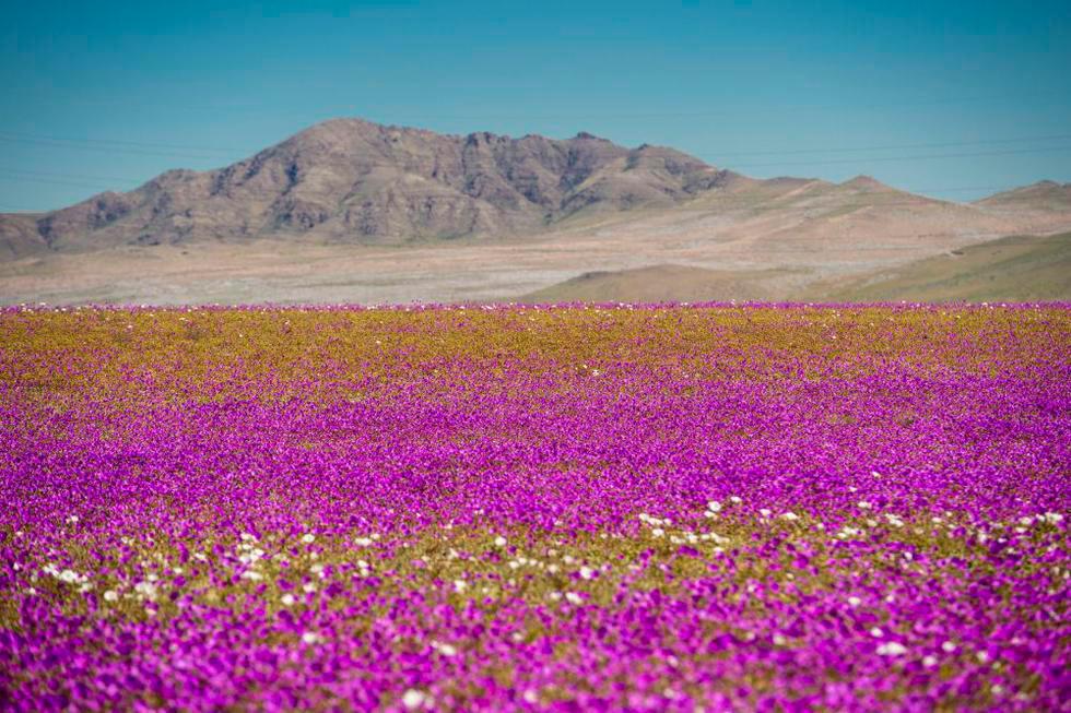 Este desierto ubicado al norte de Chile es considerado el más seco y árido del mundo Foto. AFP