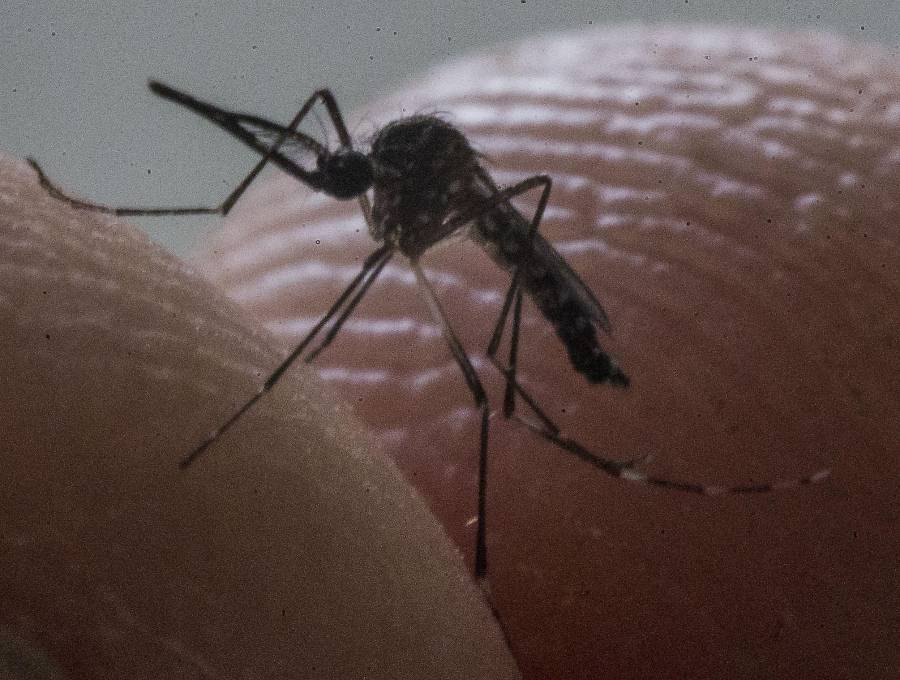 El almacenamiento casero de agua durante las sequías asociadas al fenómeno de El Niño se ha convertido en uno de los principales factores de riesgo para la reproducción del mosquito <i>Aedes aegypti</i>, transmisor del dengue. FOTO Julio César Herrera