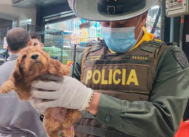 El rescate de estos cachorros evidencia nuevamente cómo la comercialización y demanda de perros de raza se han convertido en dinamizadores del maltrato animal. FOTO: CORTESÍA