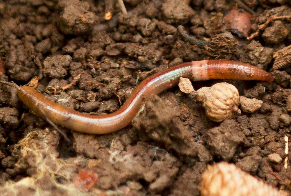 Un gusano saltador maduro (<i>Amynthas agrestis</i>). Este gusano, una especie exótica en América del Norte, puede secar el suelo hasta volverlo inhóspito para muchas plantas nativas. Foto: Europa Press.