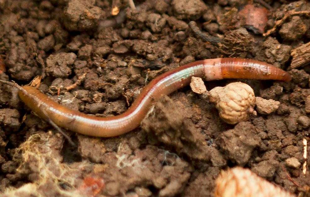 Invasive worms threaten ecosystems in the United States and Canada