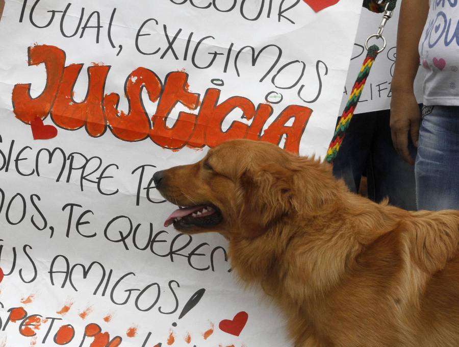 Las autoridades mostraron su preocupación por el incremento de casos de maltrato animal en Medellín y Antioquia durante este 2026. FOTO DE REFERENCIA: DONALDO ZULUAGA