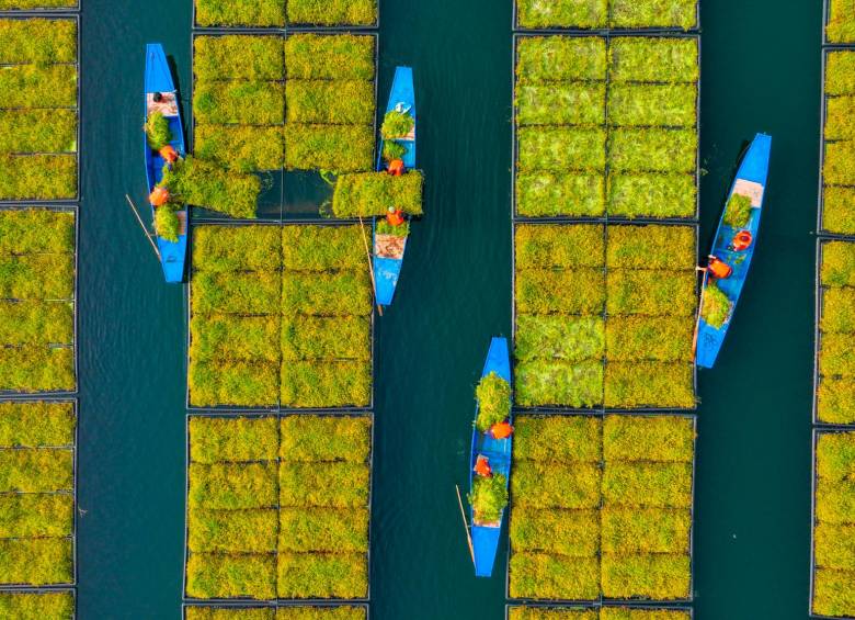 Montados en barcas los agricultores recogen las cosechas. Foto: Getty