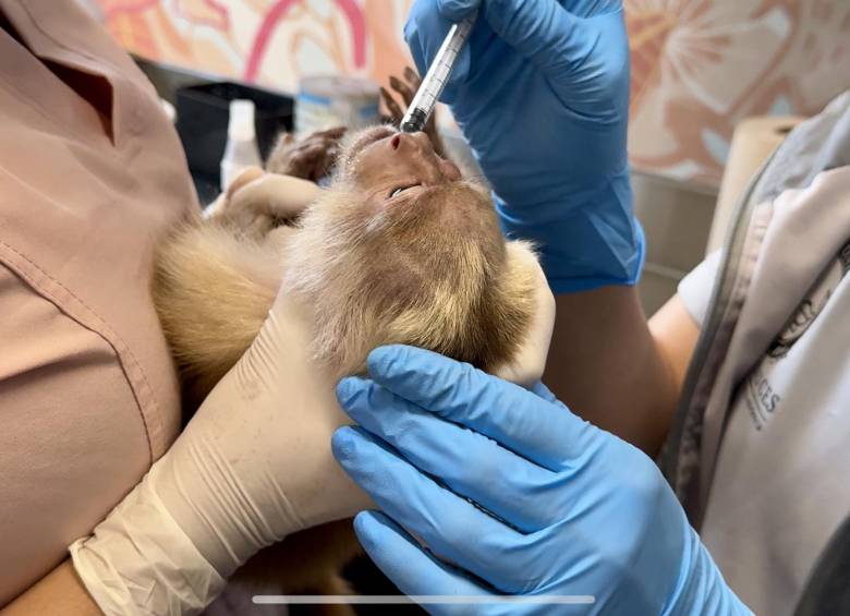 Se dispara rescate de animales silvestres en el Valle de Aburrá: van 17.000 desde 2024