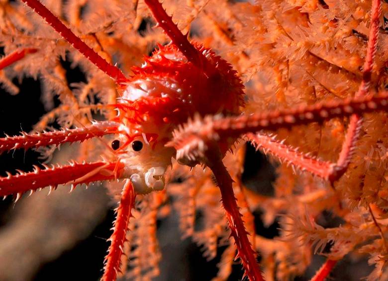 Una langosta achaparrada documentada en coral a una profundidad de 669 metros en el monte submarino JF2. Foto: Cortesía del Schmidt Ocean Institute.