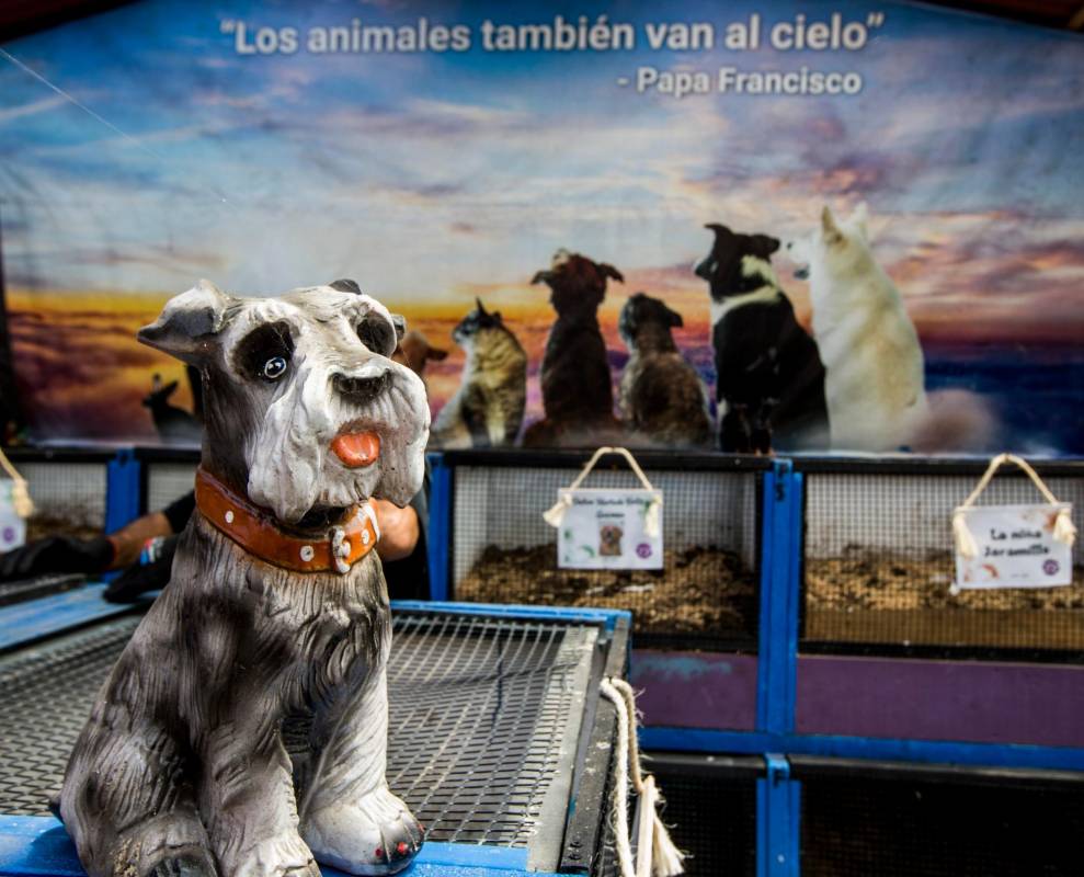 Por dos décadas han prestado servicios exequiales no solo de perros y gatos; han tenido casos de Hámsters, Patos, Iguanas, Pollitos, Pájaros, Conejos y hasta mini pig. Fotos: Julio César Herrera
