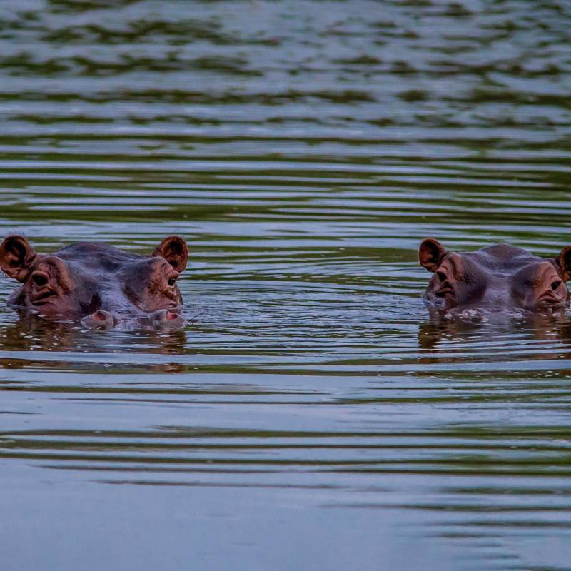 Los hipopótamos del Magdalena Medio se han convertido en un verdadero problema ambiental y social, pues además de que son una especie que altera el ecosistema, su reproducción endogámica los puede enfermar y mutar. Foto: Camilo Suárez