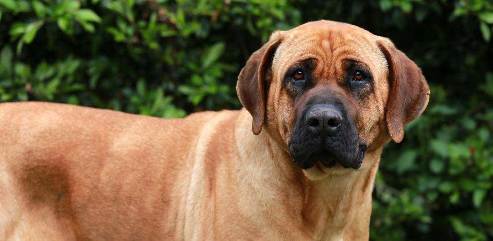 El tosa inu es una raza de perro considerada como peligrosa o poco adoptable en Corea del Sur. Imagen, iStockphoto.