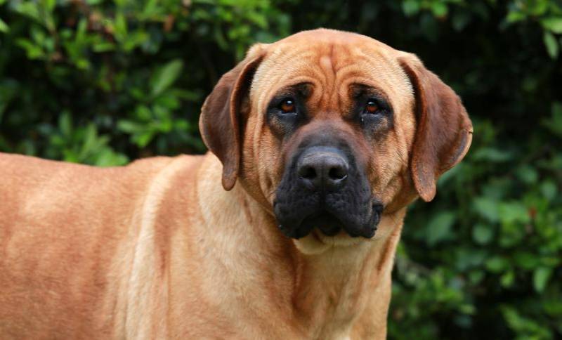 El tosa inu es una raza de perro considerada como peligrosa o poco adoptable en Corea del Sur. Imagen, iStockphoto.