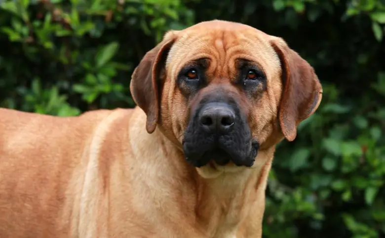 El tosa inu es una raza de perro considerada como peligrosa o poco adoptable en Corea del Sur. Imagen, iStockphoto.
