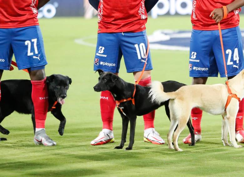 Actualmente existen más de 2.000 gatos y perros abandonados que esperan conseguir un nuevo hogar. Foto Donaldo Zuluaga