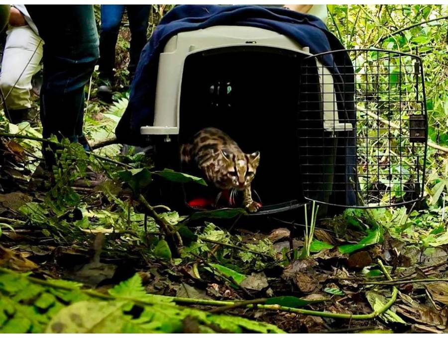 El tigrillo, apunto de pisar de nuevo su hábitat en el municipio de La Estrella. FOTO Cortesía Área Metropolitana del Valle de Aburrá. 