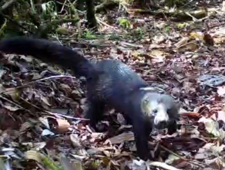Tiene un cuerpo alargado, pelaje generalmente oscuro, cabeza más clara y una cola larga. Es una especie que se desplaza tanto por el suelo como entre los árboles. Imagen tomada de video en redes sociales. 