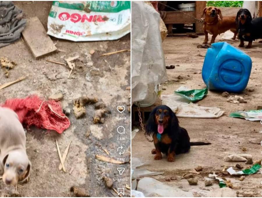 Entre los animales rescatados había perros de diferentes razas. En los registros del caso se mencionan ejemplares de tipo pitbull y salchicha. Imágenes tomadas de video publicado en el Instagram de Andrea Padilla. 