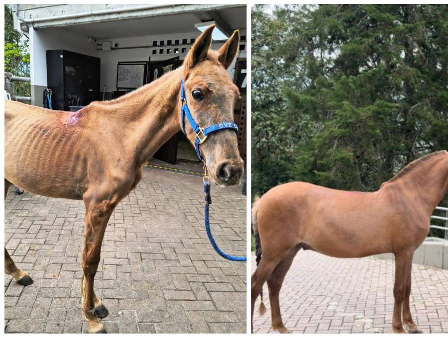 El antes y el ahora de Vencedor, el equino que fue hallado en una de las vías del municipio de Rionegro con graves afectaciones de salud. FOTO Cortesía Alcaldía de Rionegro. 