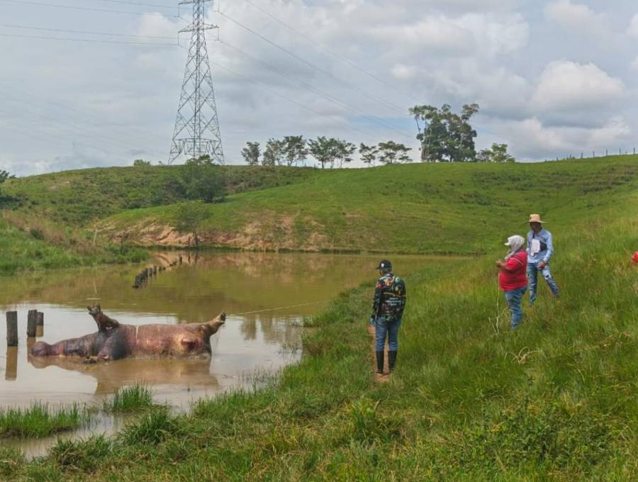 Así fue hallado el animal, en medio del lago y con las patas hacia arriba. FOTO: Cortesía Cornare