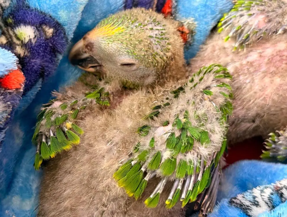 Las diez loras presentan deshidratación y problemas severos en sus órganos por la mala alimentación. FOTO: Cortesía Cornare