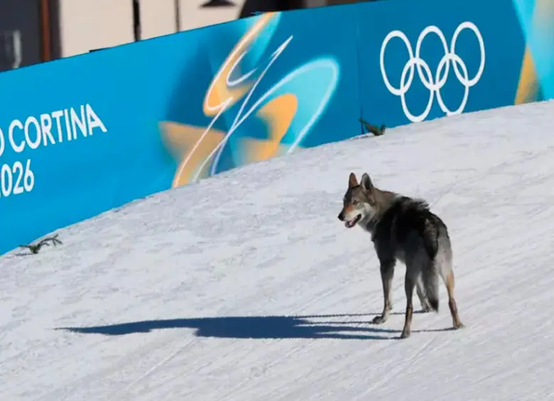 El animal, tras entrar a la pista, se colocó detrás de dos deportistas corrió varios metros como si también fuera parte de la prueba.