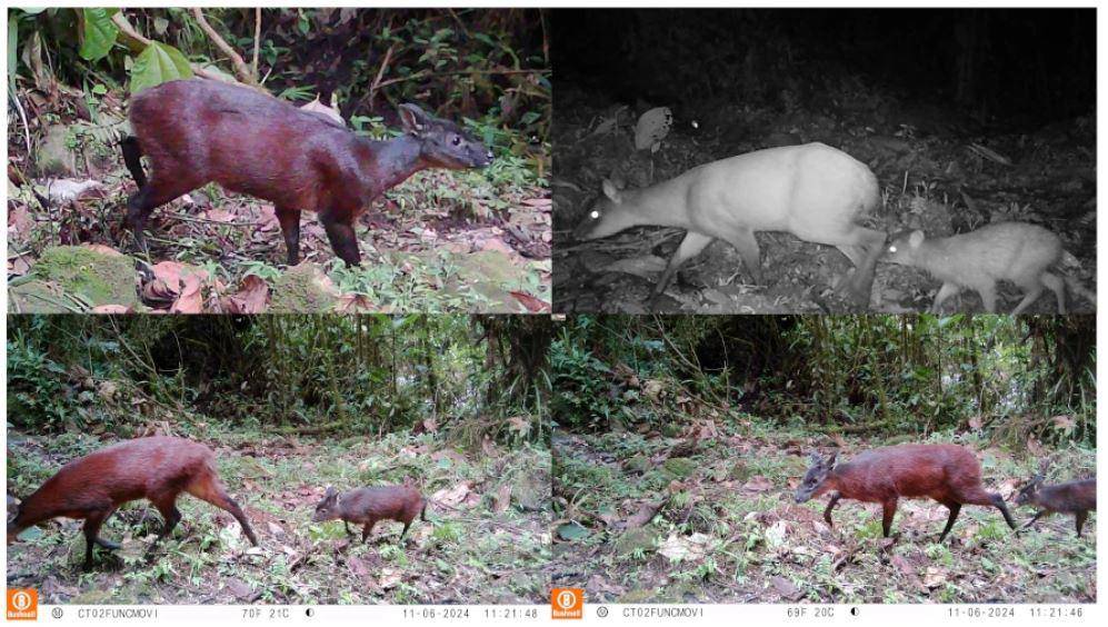 Actualmente, el mamífero se encuentra clasificado como vulnerable. FOTO Instituto Humboldt