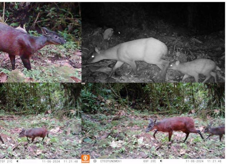 Actualmente, el mamífero se encuentra clasificado como vulnerable. FOTO Instituto Humboldt