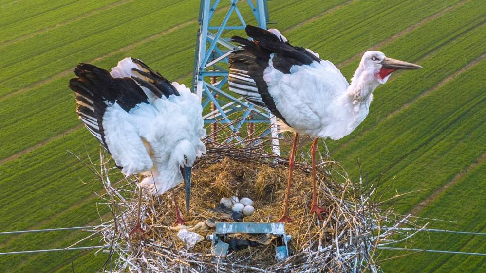 En imágenes | En China, un par de cigüeñas tienen su nido en la parte ...