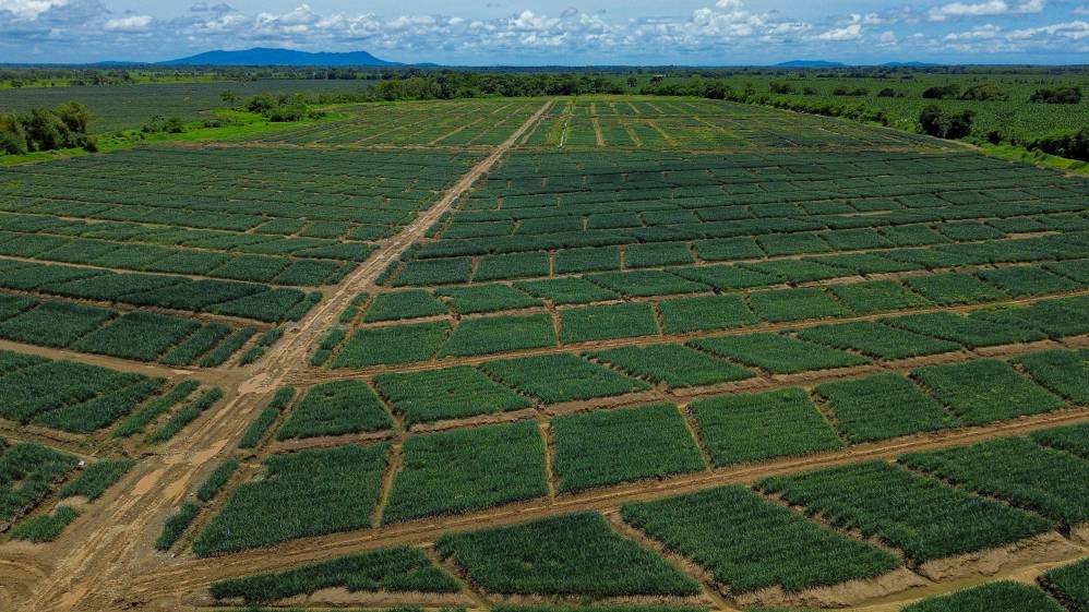 Pie de foto: Urabá no solo es una región agrícola, sino una plataforma exportadora estratégica cada vez más diversificada. FOTO: Manuel Saldarriaga