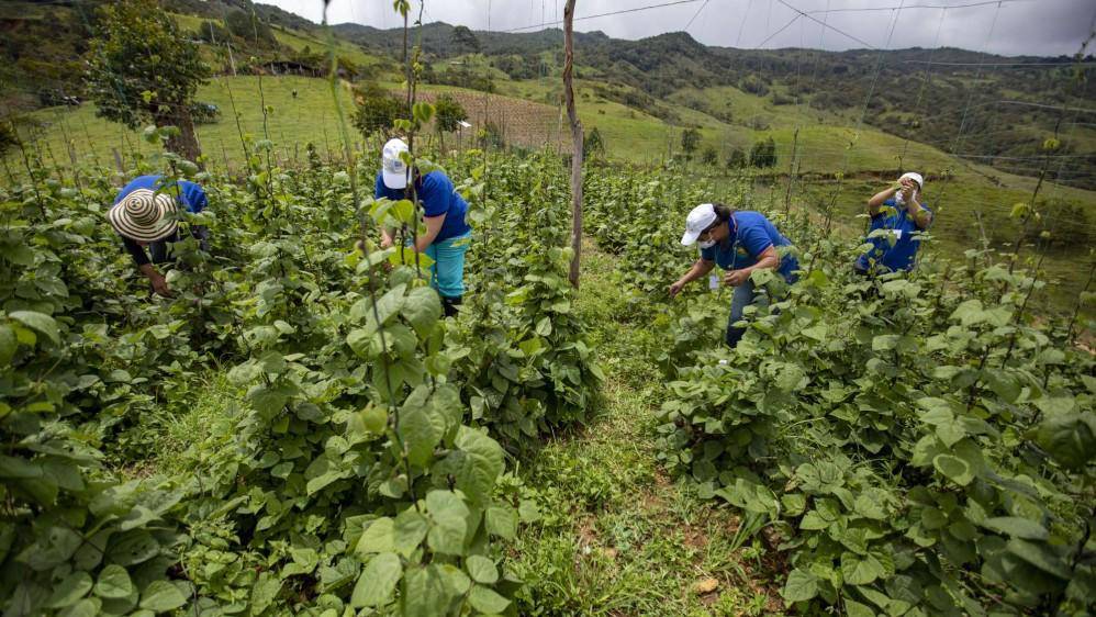 MinAgricultura Asignará $15.000 Millones Para Financiar Proyectos De ...