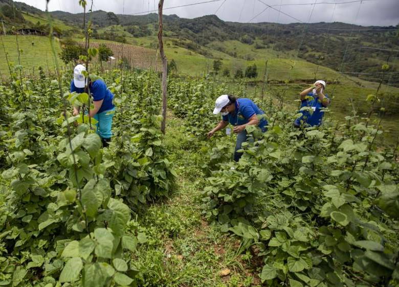 Desde su creación en 2022, el Fondo de Fomento para la Mujer Rural (Fommur) no había ejecutado recursos para la puesta en marcha de proyectos agropecuarios. Foto: Archivo