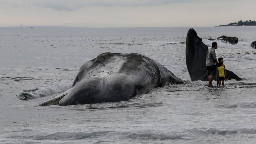 En fotos | En playa de Bali han muerto tres ballenas en menos de dos semanas