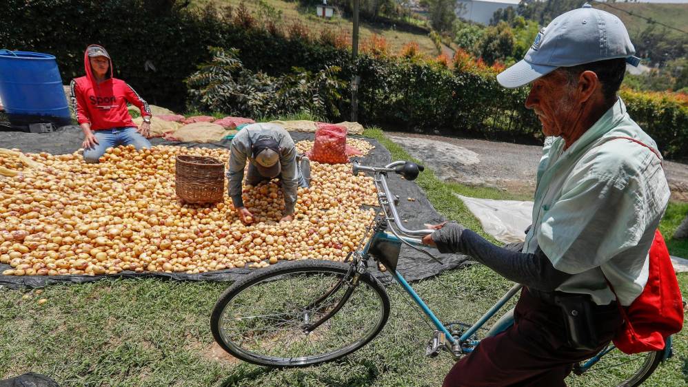 Los campesinos de las diferentes veredas del Municipio, son personas comprometidas con el buen cultivo para salud de los consumidores. Foto: Manuel Saldarriaga Quintero
