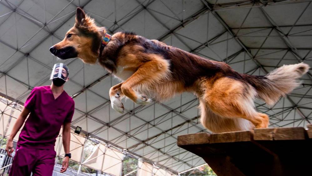 Con una inversión de 139 millones, la Secretaría de Medio Ambiente logró disponer y cuidar de los perros en el Centro de Bienestar la Perla, los cuales son adiestrados para estas terapias. Fotos: Manuel Saldarriaga
