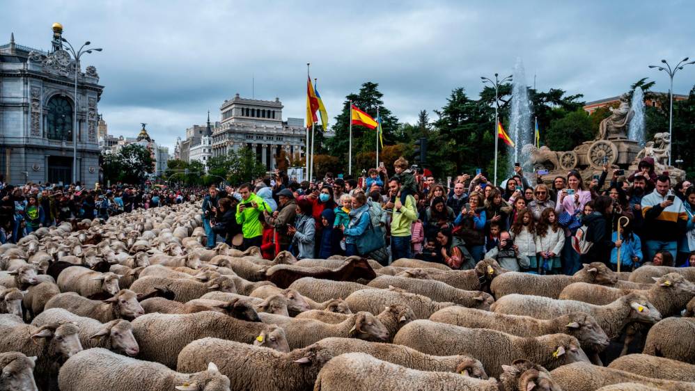 La Fiesta de la Trashumancia es un evento tradicional con miles de ovejas llenando las principales vías de la capital española. Foto Getty