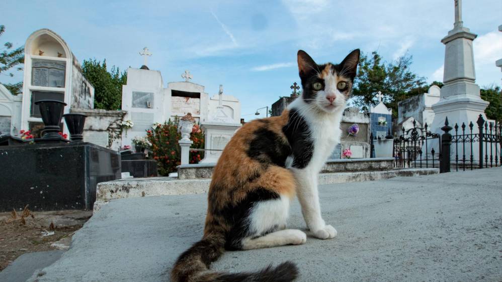 Los gatos de este cementerio que es muy visitado por los turistas posan ante el lente de las cámaras. FOTO. Jaime Pérez