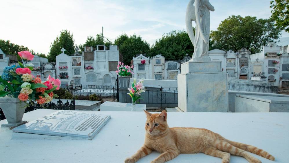 Un día después de su entierro apareció una pequeña gata negra sobre su tumba, que fue vista con buenos ojos por el mandatario Víctor Serrano quien todos los días iba a cuidarla y alimentarla. FOTO: Jaime Pérez