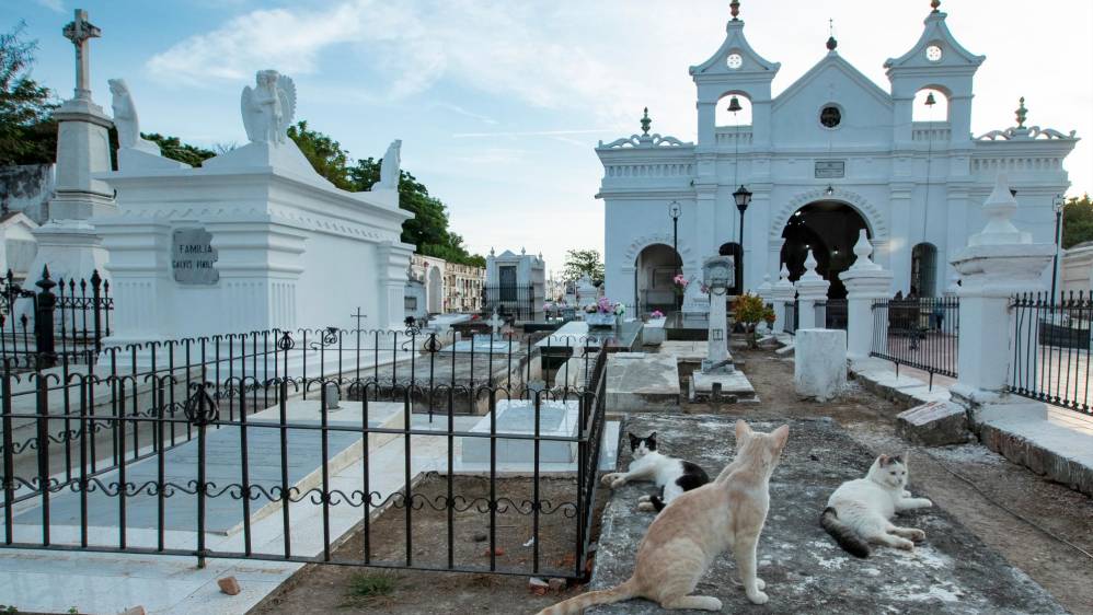 Los gatos eligieron el cementerio Municipal como su lugar de residencia. FOTO. Jaime Pérez
