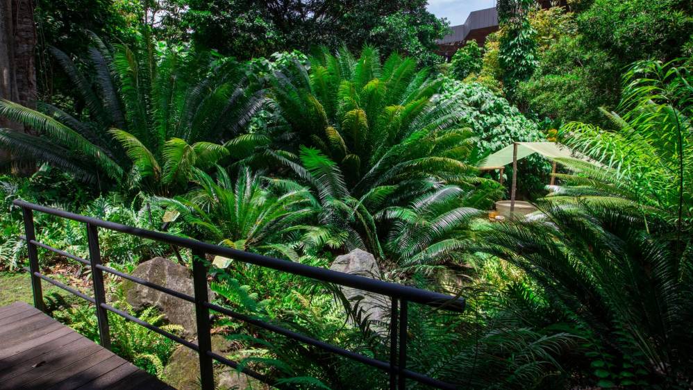 El otro espacio del jardín que requiere donación para el ingreso es el sendero de plantas prehistóricas, este alberga 13 especies de las familia de las zamias, la colección más importante del país. Foto: Edwin Bustamante