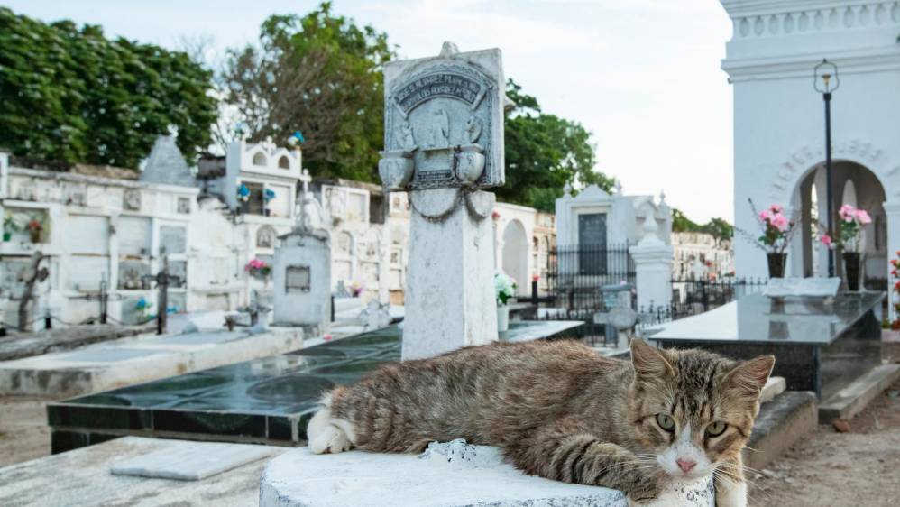 Cualquier lugar del cementerio se encuentran un gato. FOTO: Jaime Pérez