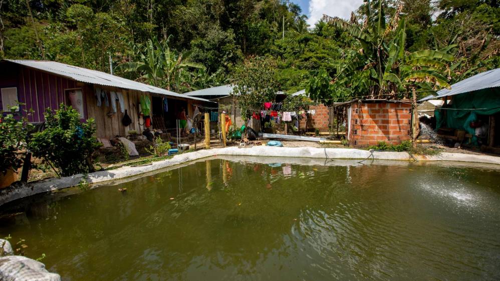 El buen desempeño del sector agro en Colombia estuvo impulsado principalmente por la pesca y la acuicultura. Foto : Camilo Suárez