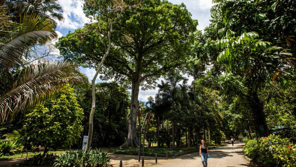 El árbol que da la bienvenida en el Jardín es una ceiba gigante de los tiempos del Bosque de la Independencia. Foto: Edwin Bustamante