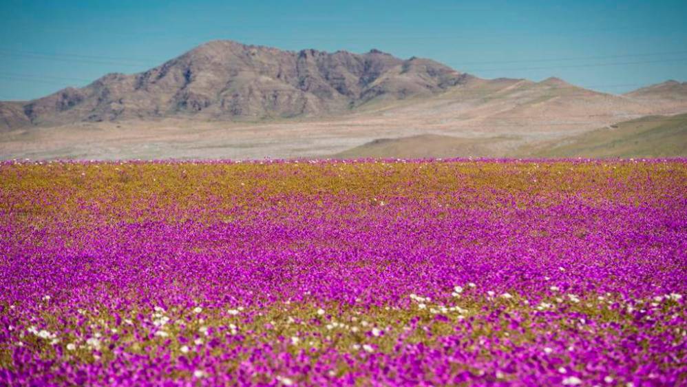 Este desierto ubicado al norte de Chile es considerado el más seco y árido del mundo Foto. AFP