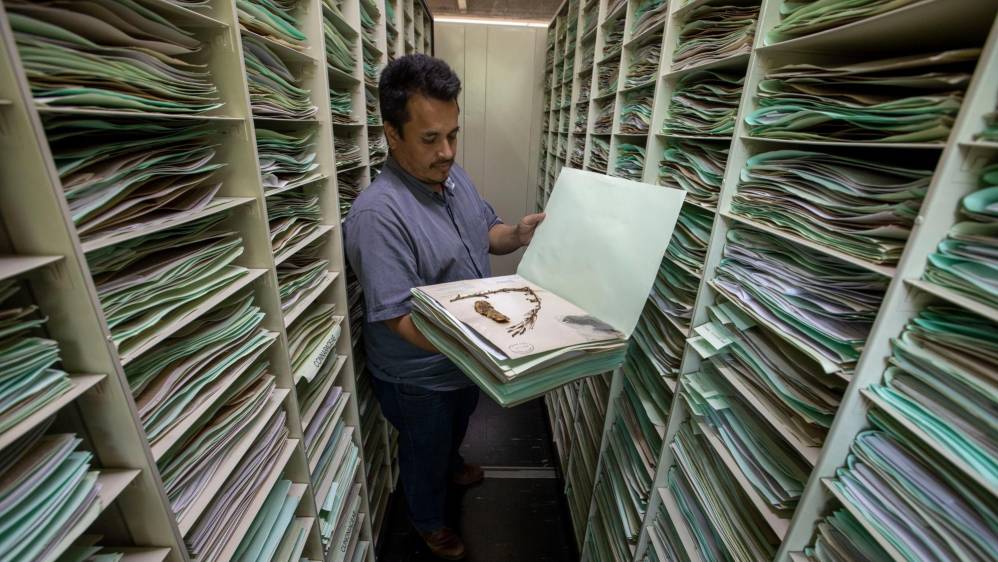 El herbario tiene 92.000 muestras de plantas que se guardan como un tesoro de la biodiversidad del país. Foto: Edwin Bustamante