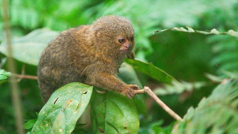 El tití pigmeo, uno de los monos más pequeños que existe y que comúnmente habitan la selva amazónica del noroeste de Brasil, Colombia, Ecuador y Perú, también se puede observar en el recorrido. Foto: Esneyder Gutiérrez
