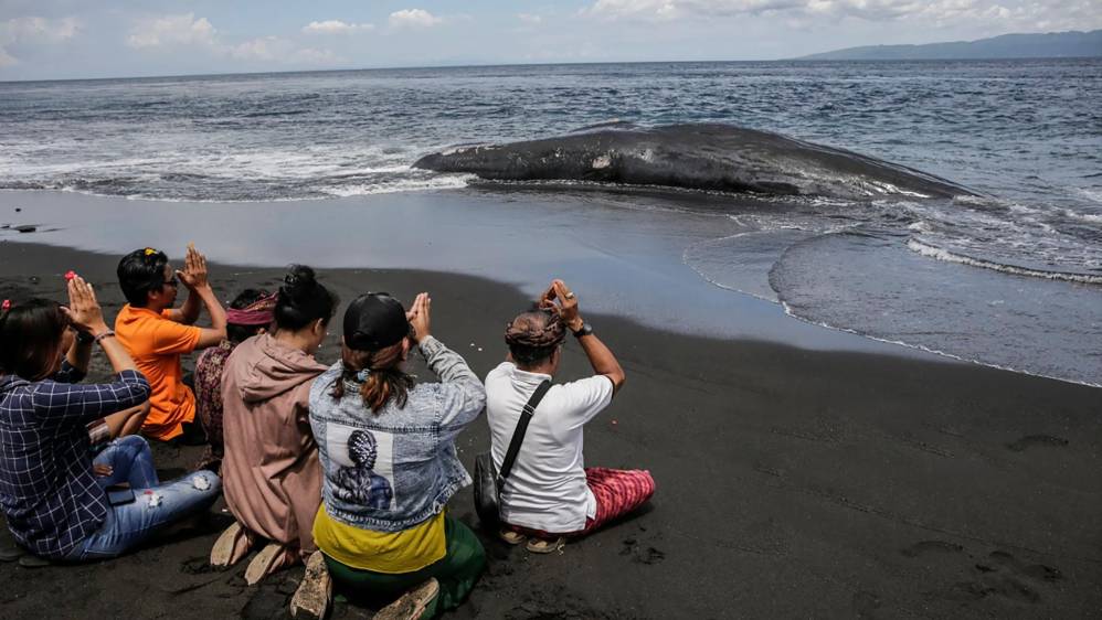 En 2018, un cachalote fue encontrado muerto en Indonesia con más de 100 vasos de plástico y 25 bolsas de plástico en el estómago. Foto : Getty